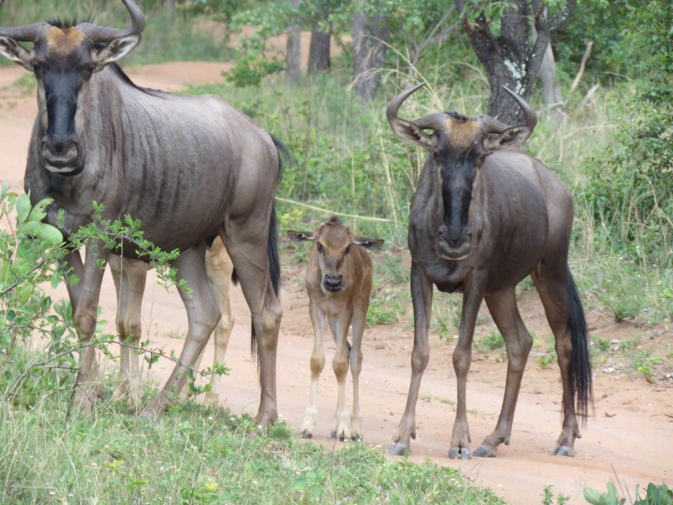 Destri Villa Galerie